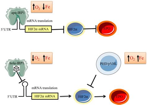 Model For Regulation Of Erythropoiesis By Irp1 Via The Hif2αepo Axis
