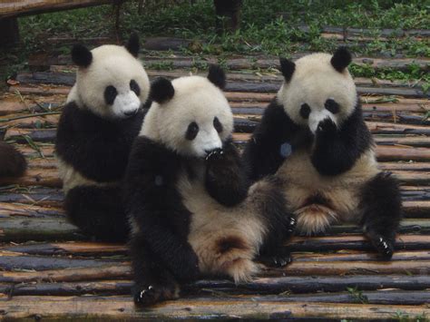 Giant Panda Cubs Getting To See Giant Pandas In The Wild I Flickr