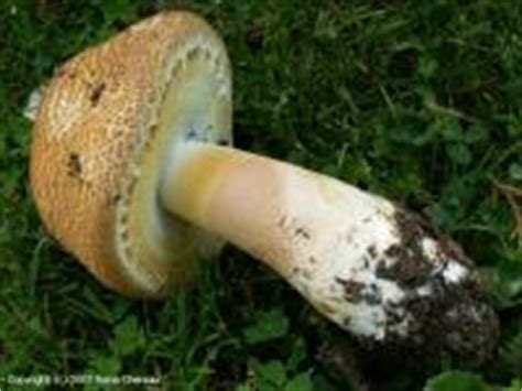 Pdf | on mar 1, 1990, william f. MycoDB : Fiche de Agaricus augustus