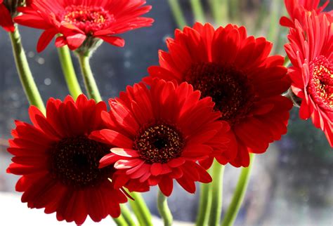 A Complete Growing And Care Guide For Gerbera Daisy Garden And Happy