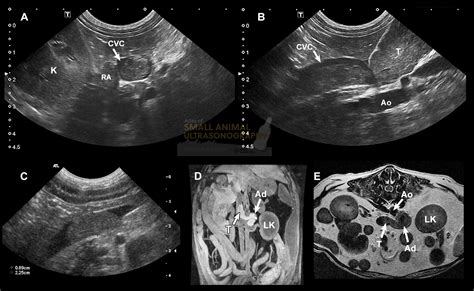 Caudal Vena Cava Thrombosis In Two Dogs Small Animal Ultrasonography