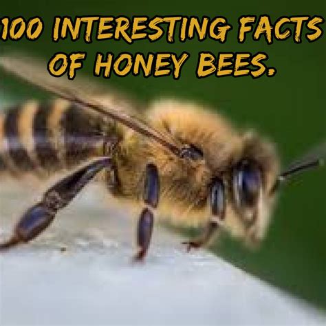 100 Interesting Facts Of Honey Bees