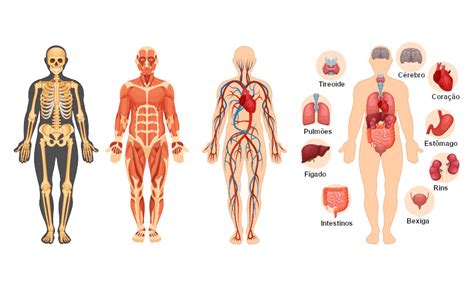 Corpo humano partes células órgãos sistemas Escola