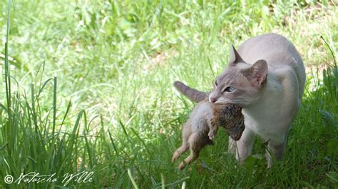 My cat used to catch and eat rabbits. Rabbit meat - TCfeline raw cat food