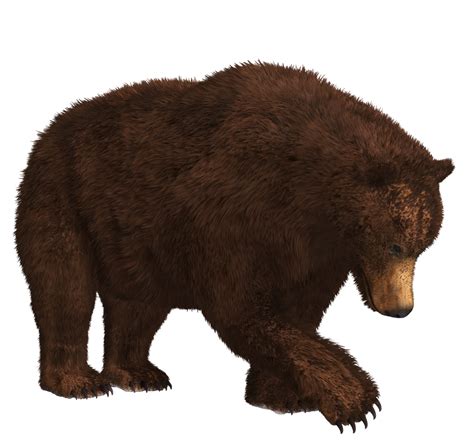 Brown Bear 03 PNG Stock by Roy3D on DeviantArt png image