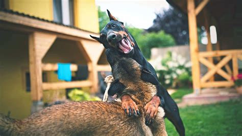 The Most Protective Dog Breeds