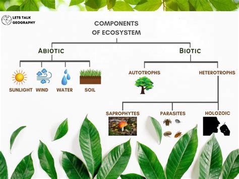 Ecosystem Definition Components And 5 Important Types Of Ecosystem
