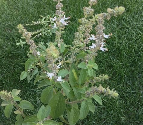 Ocimum Sanctum Basil Holy Seeds