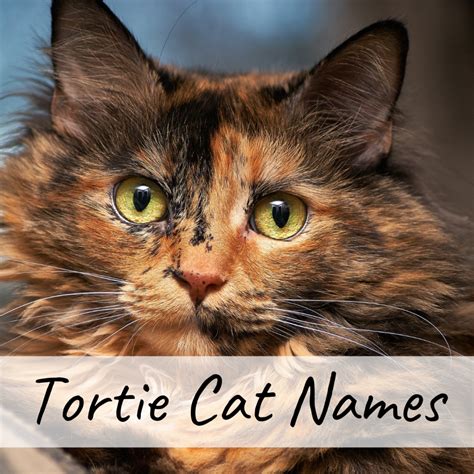 Over 200 unique cat names for various fandoms. 400+ Cat Names: Ideas for Male and Female Cats | PetHelpful