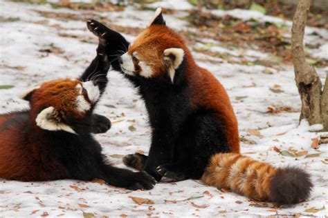 Thefrogman Pandas Playing And Being Cute By Mark Fuck Yeah Red Pandas