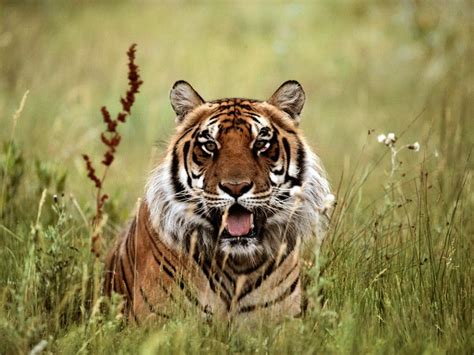 Amazing Photography 20 Awesome Wild Animal Photos