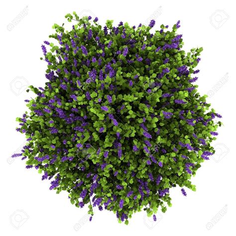 Shrubs Top View Png Trees Top View Tree Photoshop Shrubs For Landscaping