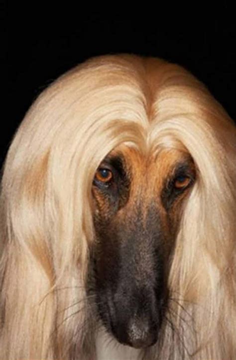 Animals With Beautiful Hair