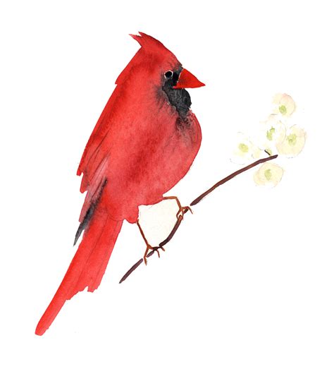 Pied Northern Cardinal Png Images Transparent Background Png Play