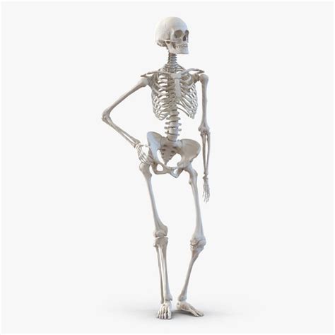 人的女性骨骼姿势2 3D模型3D模型 TurboSquid 1025026