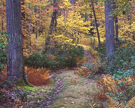 Western Pennsylvania Fall Foliage 2017 Expect Exceptionally Vibrant
