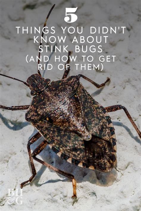 How To Get Rid Of Stink Bugs In Your House And Prevent Their Return