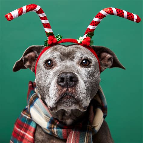 Pet Photography Tips Simple One Light Holiday Pet Portraits
