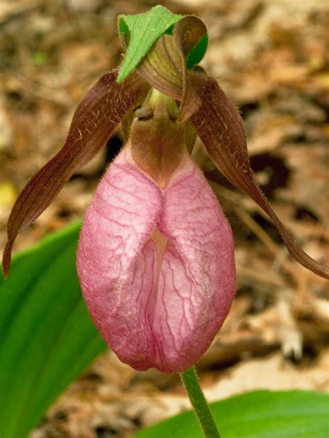 Cypripedium Acaule Pink Lady S Slipper Orchid Terrestral Flickr