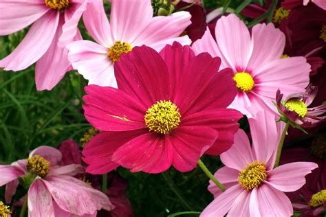 Growing Popular Annual Plants Cosmos Growing And Care Tips