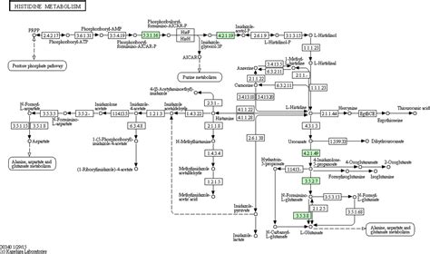 Frontiers Histidine Metabolism And Igpd Play A Key Role In Cefquinome