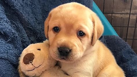 We did not find results for: Labrador Retriever Puppies Compilation - YouTube