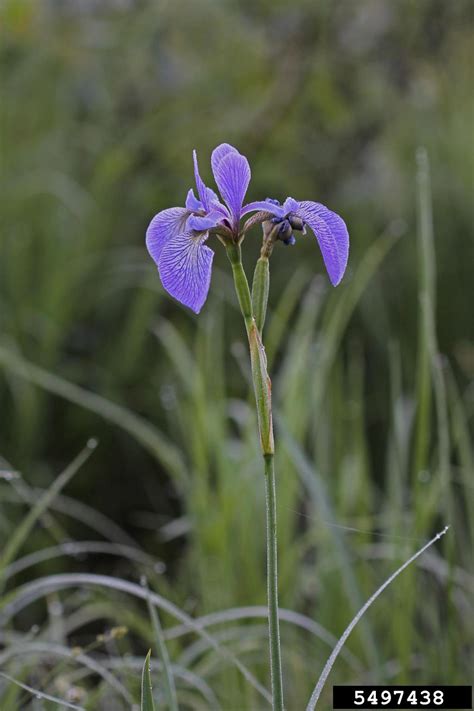 Harlequin Blueflag Iris Versicolor