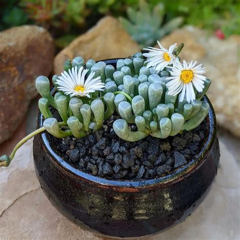 Fenestraria Succulent That Looks Like A Baby Toe