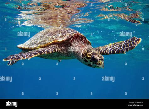 Hawksbill Turtle Hawksbill Sea Turtle Eretmochelys Imbricata Swimming Seychelles Stock