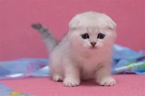 Scottish Fold Kittens For Sale And Cats For Adoption Scottish Fold