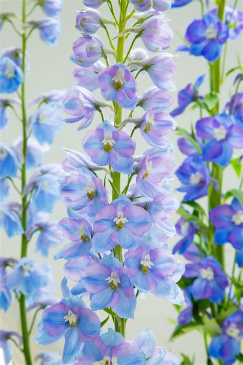 10 Expert Tips On Growing Tall And Beautiful Delphiniums Delphinium