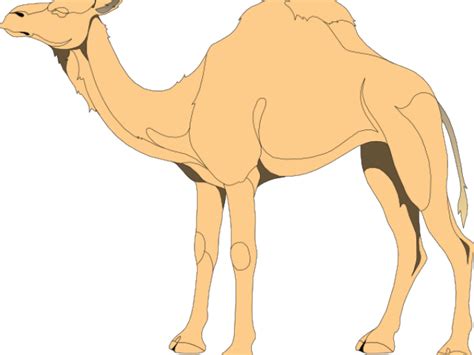 Camel Clipart Png Camel Clipart Eye Gambar Hewan Unta Kartun Images