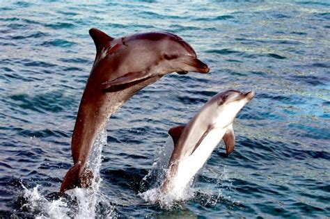 Bottlenose Dolphin Ocean Treasures Memorial Library