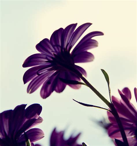 Purple Flower By Benjic6 On Deviantart