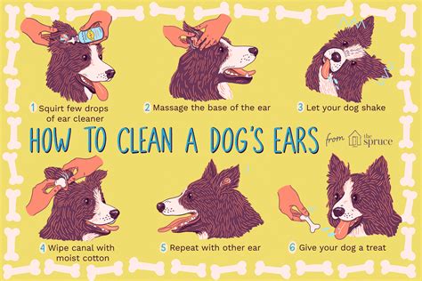 How to clean your dog's ears in easy steps! How to Clean Your Dog's Ears