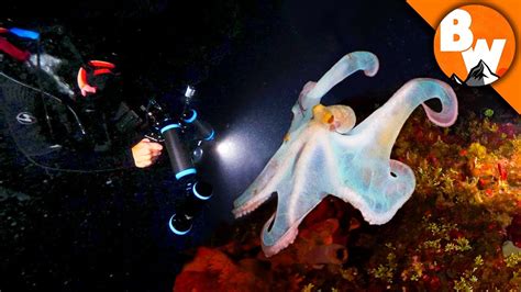 Venomous Octopus Defends The Reef