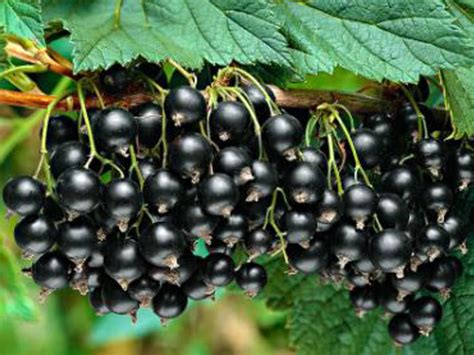 Red lake) and a cross between black currant and gooseberry (r. Economic Cooperative - Buy wholesale blackcurrant plants ...