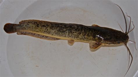 Lele | Budidaya Ikan | Ikan Hias | Resep Ikan | Gambar dan Video