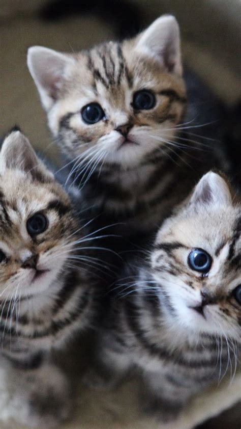 Weitere ideen zu baby katzen, katzen, katzenbabys. 5 Tips To Get Along Better with Your Cat (mit Bildern ...