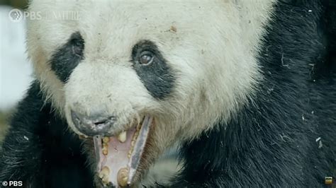 Giant Pandas Filmed Mating In The Wild For The First Time Big World Tale