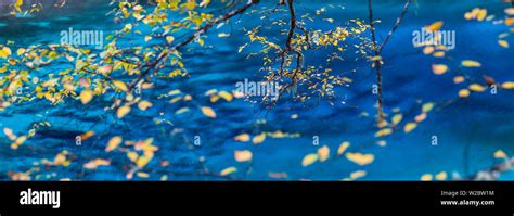Autumn Tree And Lake Jiuzhaigou National Park Sichuan Province China