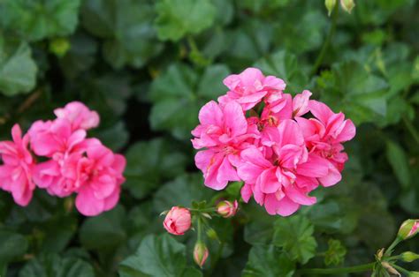 How to Grow and Care for Annual Geraniums