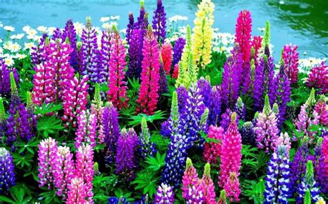 The short story, written in 1958 and first published in the april 1959 issue of the magazine of. These beautiful flowers called Lupins are considered to be ...