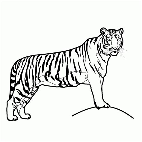 Tiger Ausmalbild Zum Ausmalen Und Ausdrucken Images