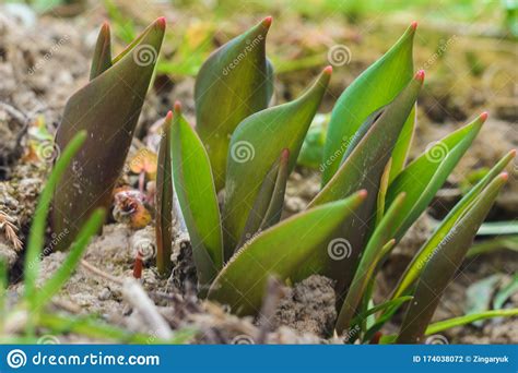 In The Garden On The Garden Closeup Of Tulip Leaves Stock Photo Image