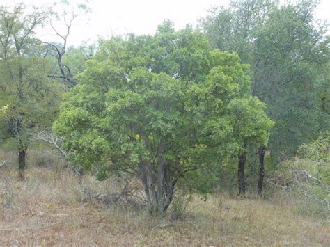 This means that they are generally low maintenance and do not require as much water as a plant. Diospyros texana. Texas persimmon. Non-native semi ...