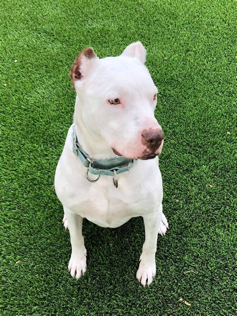 Maybe you would like to learn more about one of these? Adopt Paige a White Dogo Argentino / Mixed dog in Las Vegas, NV (24144939) | White Female Dogo ...