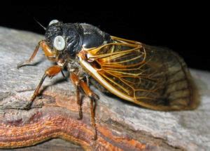In the midst of the sandusky trial, against the backdrop of a cicada summer, he comes to terms with his own childhood trauma. Broods (Page 9) - Cicada Mania