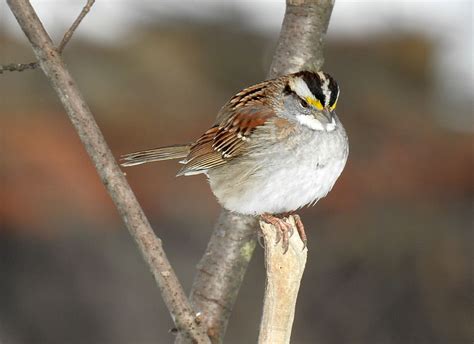 White Throated Sparrow Is Not Just Another Little Brown