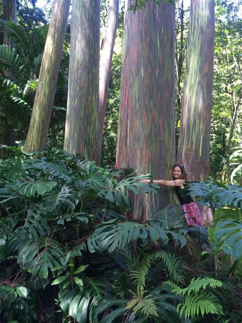 Hawaii Maui Rainbow Eucalyptus Trees Botanical Photography Print Wall